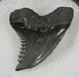 Hemipristis Shark Tooth Fossil - Florida #21327-1